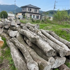 エノキ原木