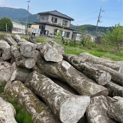 エノキ原木の画像
