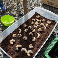 カブトムシ幼虫　1匹50円　まとめ売り対応可　  