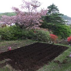 むろらん瑞泉郷 25周年 桜まつり - 室蘭市