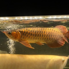 熱帯魚