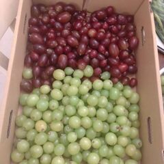 ハーフミックス　①6500円相当分 皮ごと食べられるブドウ🍇ぶど...