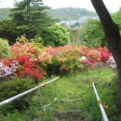 むろらん瑞泉郷 25周年 桜まつり - イベント