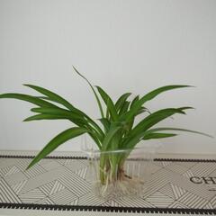吊蘭株の苗の画像