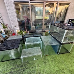 水槽　アクア　関係　早いもん勝ち