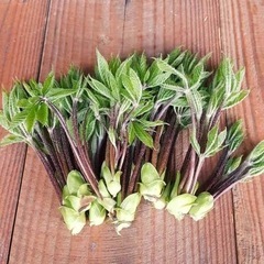 山菜