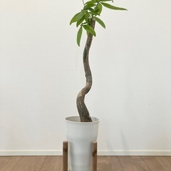 曲がりパキラ