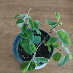 ジューンベリー苗　果樹苗　庭木　落葉樹　ご希望の方に花苗プレゼントの画像