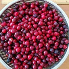 ジューンベリー苗　果樹苗　庭木　落葉樹　ご希望の方に花苗プレゼントの画像