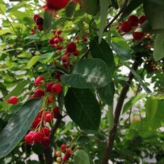 ジューンベリー苗　果樹苗　庭木　落葉樹　ご希望の方に花苗プレゼントの画像