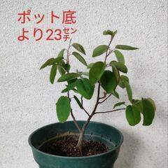 ジューンベリー苗　果樹苗　庭木　落葉樹　ご希望の方に花苗プレゼント
