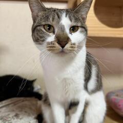 🐱おもちゃで遊ぶのに夢中女子🐱