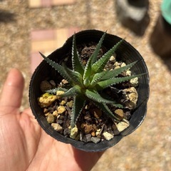 お得🉐多肉植物  ハオルチア １個の画像