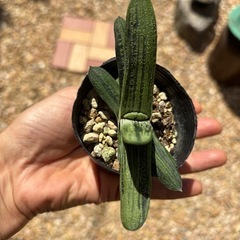 観葉植物  ガステリア  １個の画像