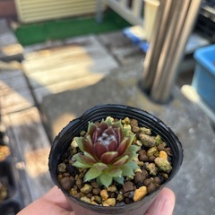 センペルビウム  多肉植物 種類色々1個100円  の画像