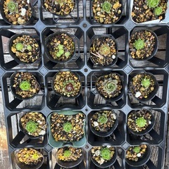 センペルビウム  多肉植物 種類色々1個100円  の画像