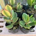 ランキングキーワードに紐づく投稿画像-多肉植物
