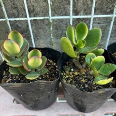 多肉植物 斑入り金の成る木  1個100円の画像