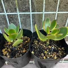 多肉植物 斑入り金の成る木  1個100円の画像