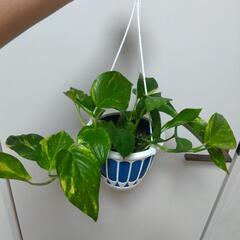 ポトス 観葉植物