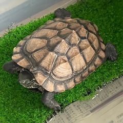 ゼニガメ　5歳
