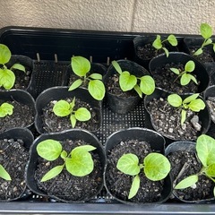 《問い合わせ受付終了》野菜の苗