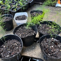 《問い合わせ受付終了》野菜の苗の画像