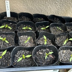 《問い合わせ受付終了》野菜の苗の画像