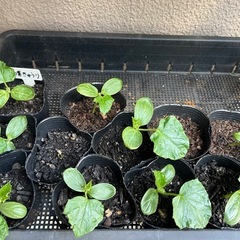 《問い合わせ受付終了》野菜の苗の画像