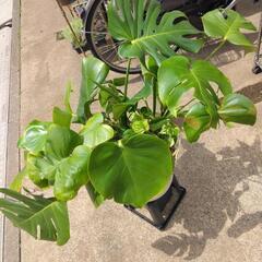 モンステラと珍しいマランタ他寄せ植え