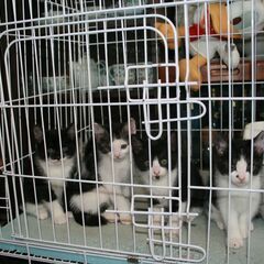 子猫の里親探してます
