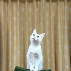真っ白な猫に見つめられたらキュンキュン💓