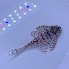 価格交渉OKです。 ⑤キンペコ⭐️の画像