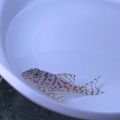 価格交渉OKです。 ⑤キンペコ⭐️の画像
