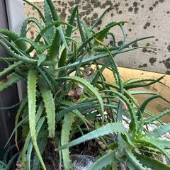 薬用　キダチアロエの画像