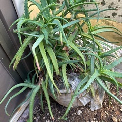 木立アロエ