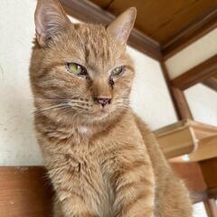 🐱高い所が大好きな茶トラBOY🐱