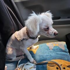 マルチーズ　仮名さんくん 10歳以上　譲渡費用無し - 犬