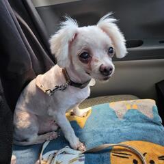 マルチーズ　仮名さんくん 10歳以上　譲渡費用無し - 米子市