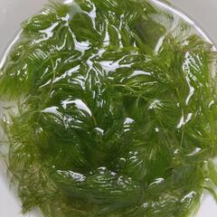 マツモ　一掴みくらい