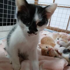 子猫お譲りします！