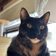 🐱抱っこ大好き女子🐱