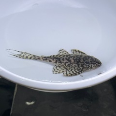 価格交渉OKです。 ④キンペコ 🐥の画像