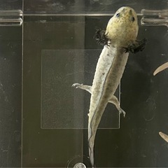 【値下げ】引き取り限定！突然変異ウーパールーパー
