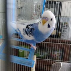 セキセイインコ　女の子