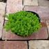 ランキングキーワードに紐づく投稿画像-多肉植物