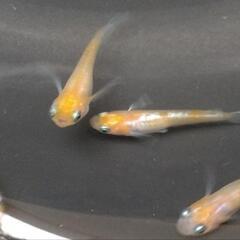 アマテラス2P紅白②めだかメダカ