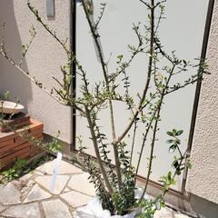 ツゲの木　苗