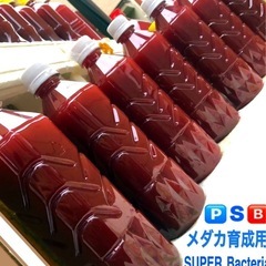 🅿️Ｓ🅱️ 2セットお取引き中＊本気でメダカ.育てたい方に！【2...