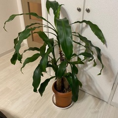 100cm程度　ドラセナ　幸福の木　観葉植物